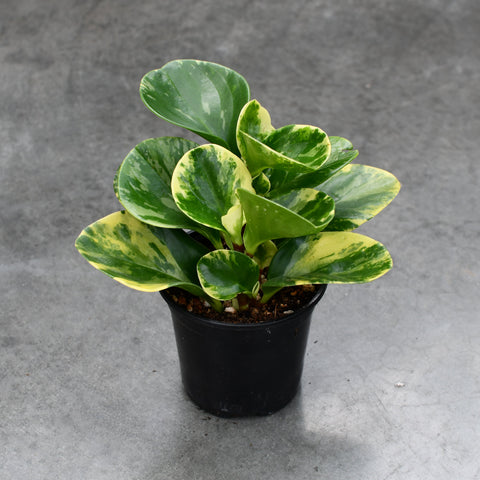 Peperomia obtusifolia 'Marble'