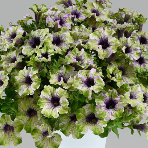 Petunia Amazonas Plum Cockatoo (Cream with Plum Heart)
