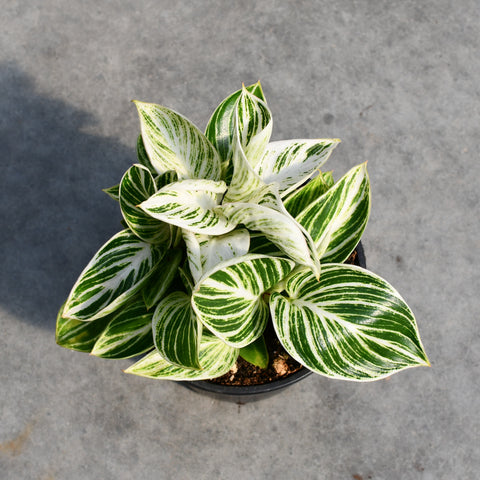 Philodendron 'White Measure'