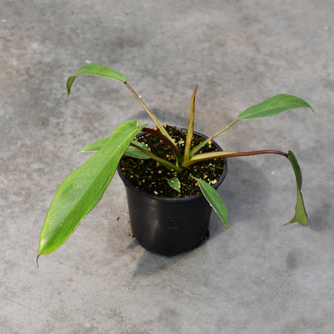 Philodendron 'Joepii'