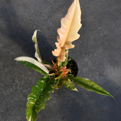 Philodendron 'Ring of Fire'