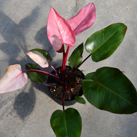 Philodendron erubescens 'Pink Princess'