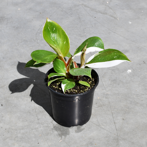 Philodendron erubescens 'White Knight'