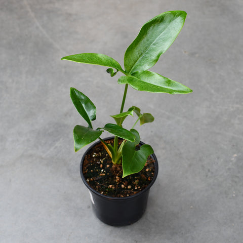 Philodendron goeldii