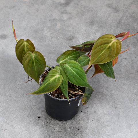 Philodendron hederaceum 'Micans'