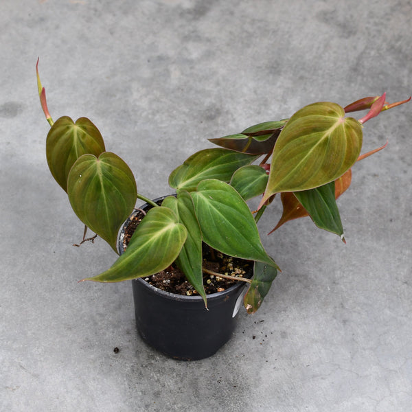 philodendron hederaceum vs micans Philodendron hederaceum 'Micans' – Serres Lavoie