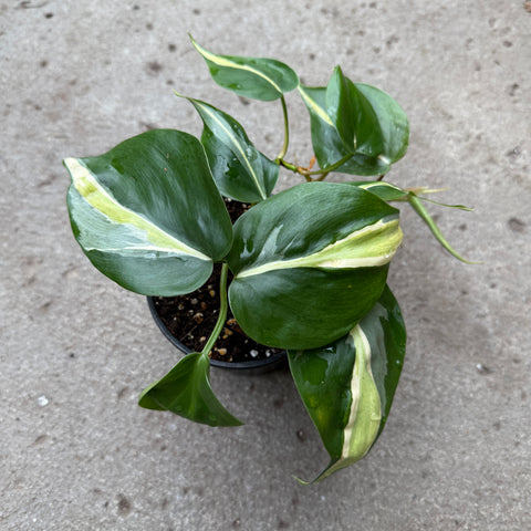 Philodendron hederaceum 'Silver Stripes'