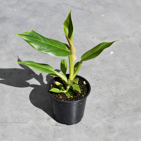 Philodendron subhastatum