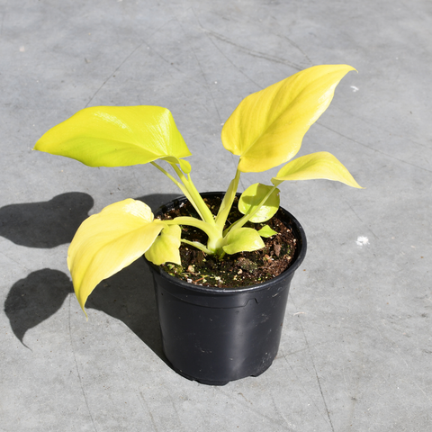 Philodendron warszewiczii 'Aurea'