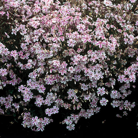 Phlox subulata 'Candy Stripe' (Rose et blanc)