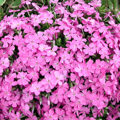 Phlox subulata rose