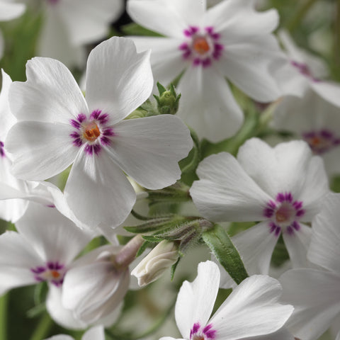 Phlox subulata Blanc