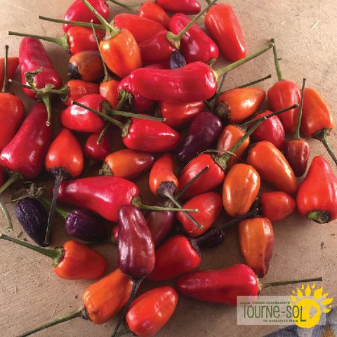 Chinese Five Color Hot Pepper Seeds *Organic*