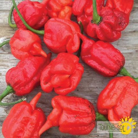 Trinidad Scorpion Hot Pepper Seeds *Organic*