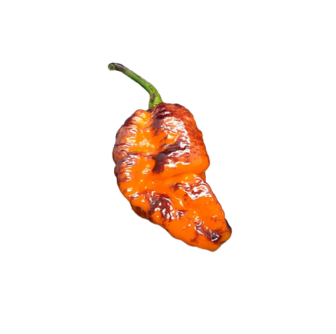 Orange Pockmark pepper