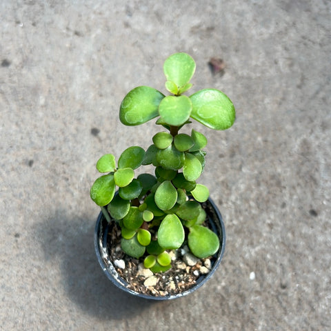 Portulacaria afra