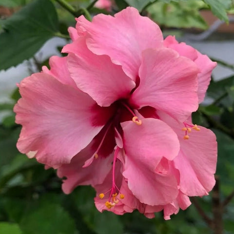 Hibiscus rosa-sinensis 'Pride of Hankins Pink' 