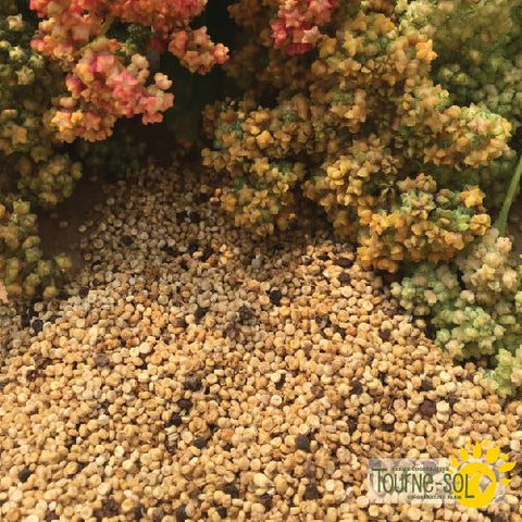 Semences de Quinoa Rainbow Mix *Biologique*