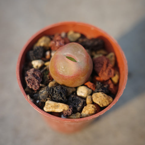 Conophytum maughanii 1430.5 'Peach