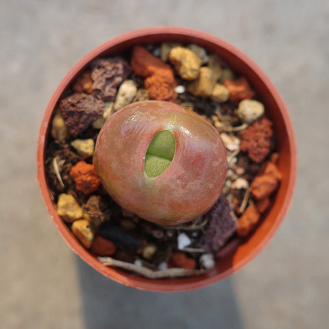 Conophytum maughanii 1430.5 'Peach'