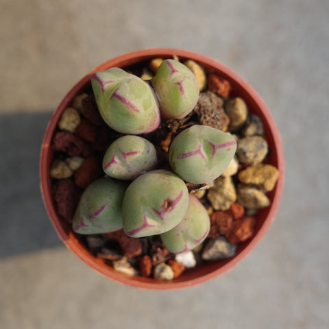 Conophytum sp.