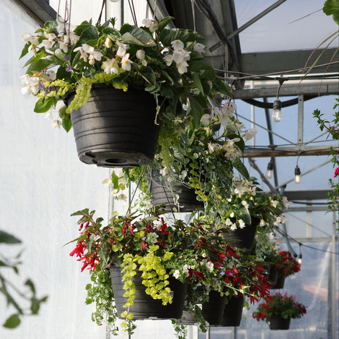 Plantes annuelles