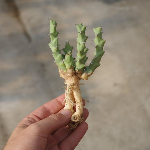 Euphorbia clivicola