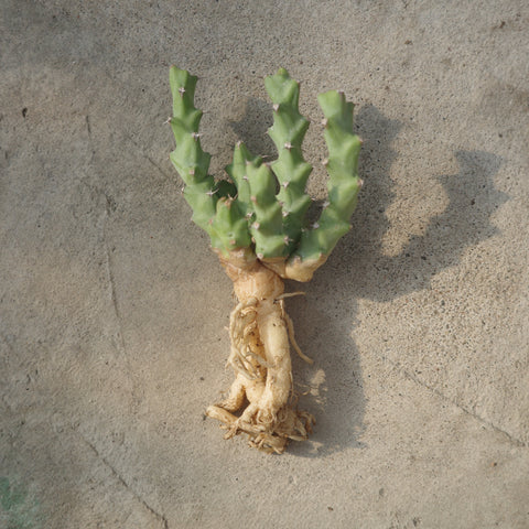Euphorbia clivicola