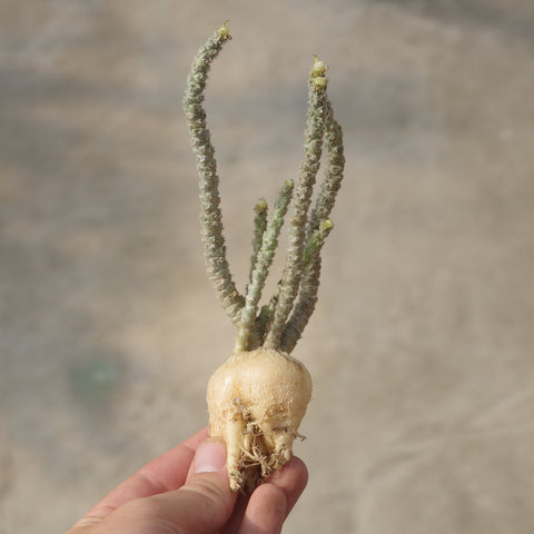 Euphorbia suzannae marnierae