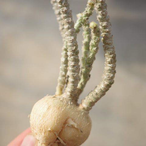 Euphorbia suzannae marnierae