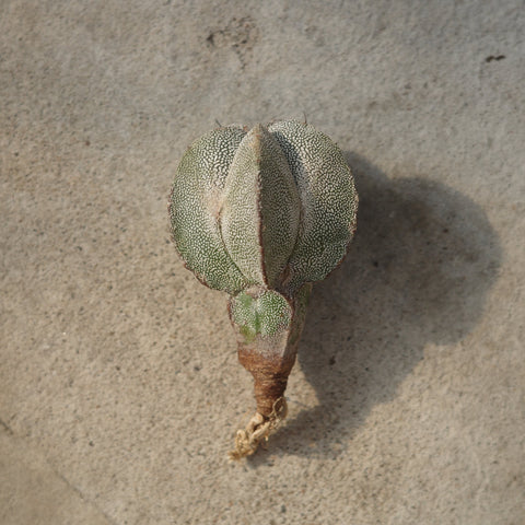 Astrophytum myriostigma 'Onzuka'