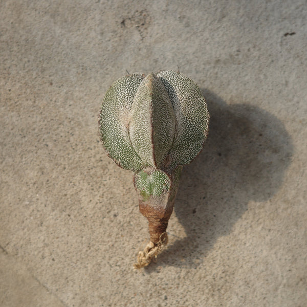 Astrophytum myriostigma 'Onzuka'
