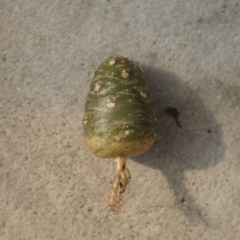 Dorstenia lancifolia