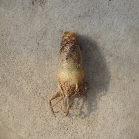Euphorbia ramena