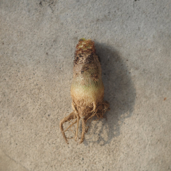 Euphorbia ramena