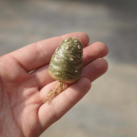 Dorstenia lancifolia