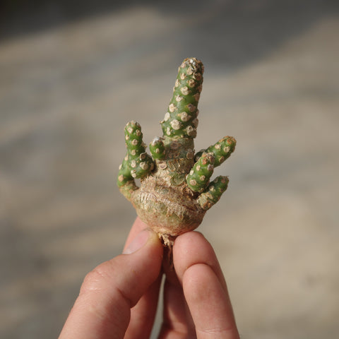 Dorstenia horwoodii