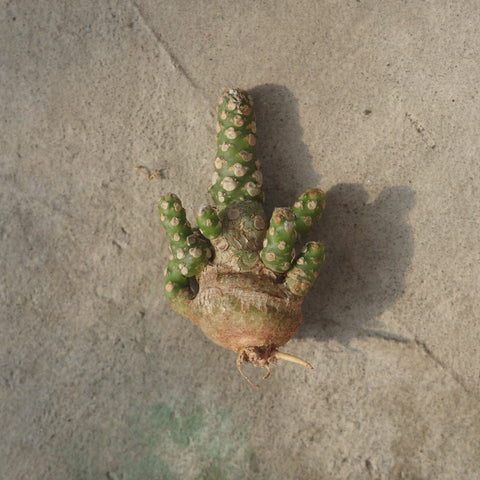 Dorstenia horwoodii