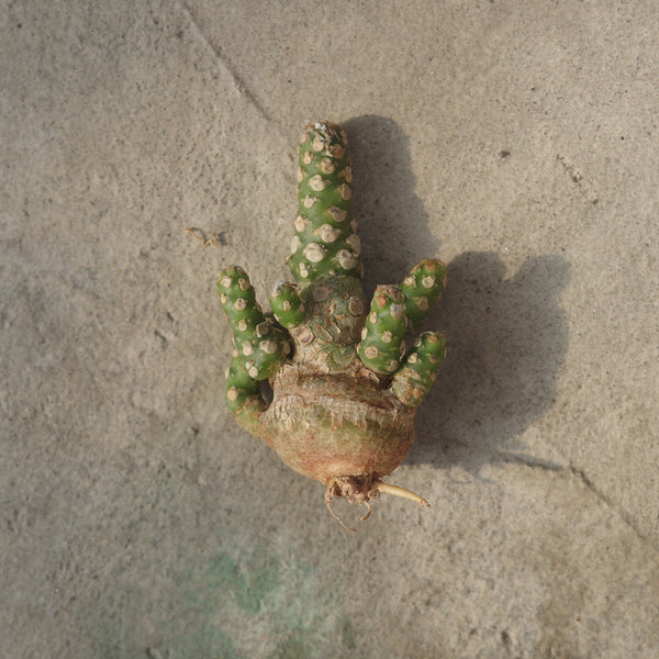 Dorstenia horwoodii