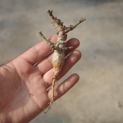Boswellia nana