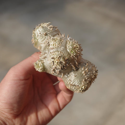 Pachypodium brevicaule