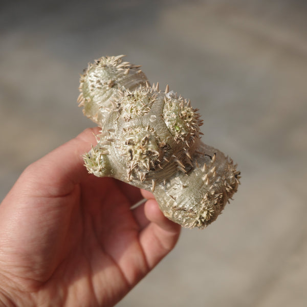 Pachypodium brevicaule
