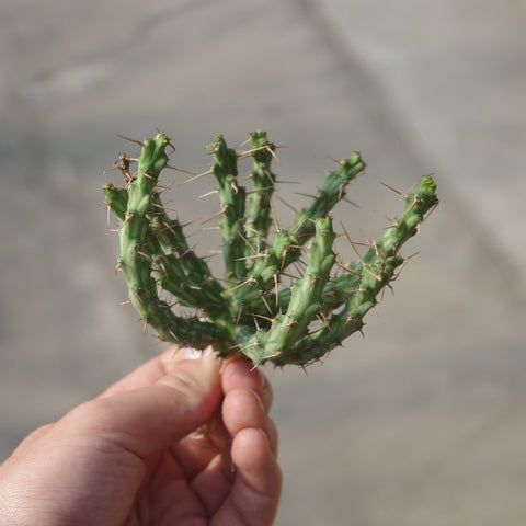 Euphorbia actinoclada