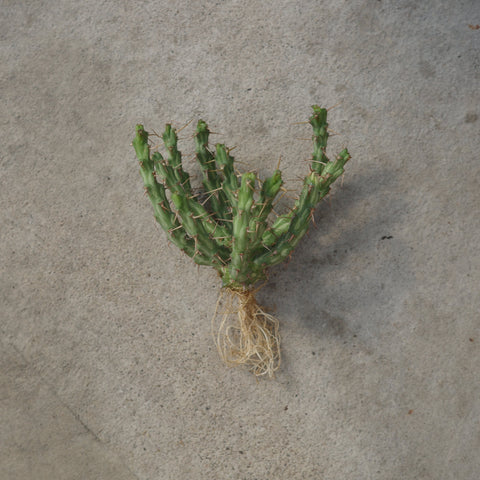 Euphorbia actinoclada