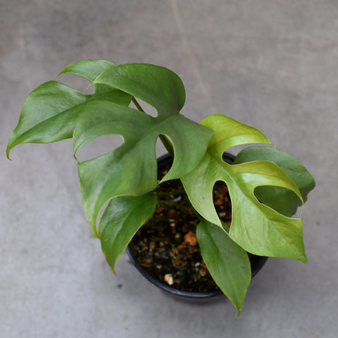 Rhaphidophora tetrasperma