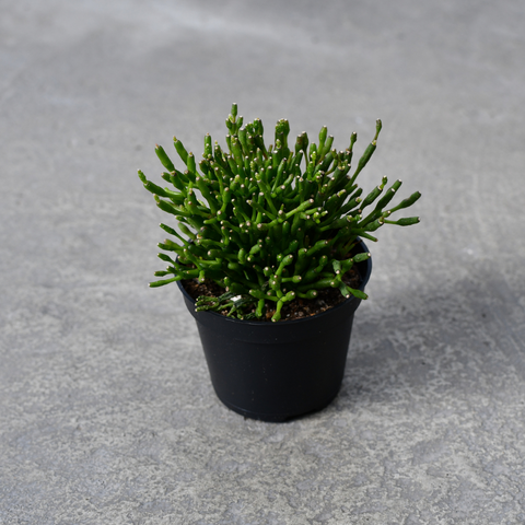 Cactus epiphyte