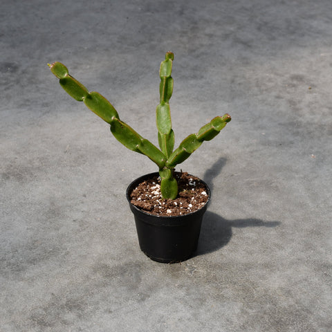 Rhipsalis paradoxa