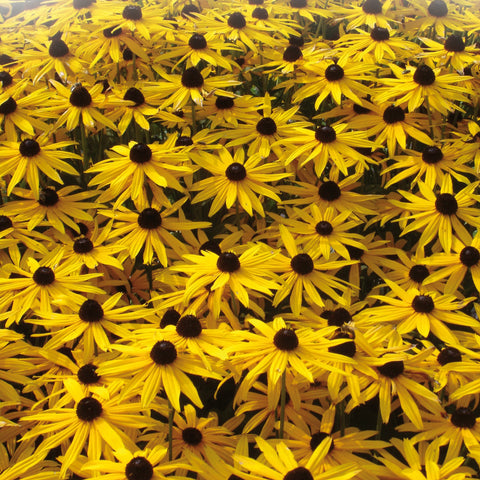 Rudbeckia Goldsturm (Jaune)