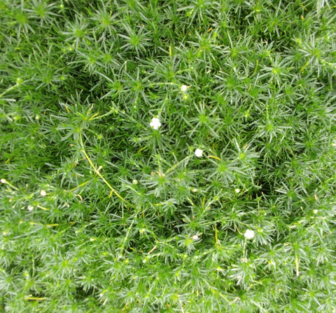 Arenaria verna