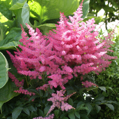 Astilbe x arrendsii 'Cattleya' (Rose)